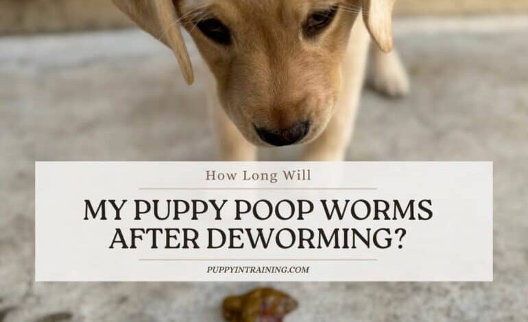 How Long Will My Puppy Poop Worms After Deworming?