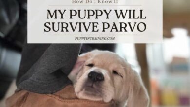 How Do I Know If My Puppy Will Survive Parvo – Beating The Odds