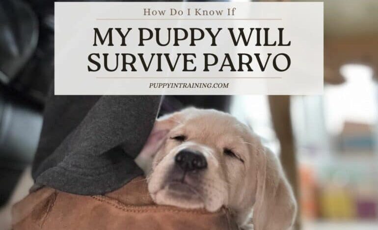 How Do I Know If My Puppy Will Survive Parvo – Beating The Odds How Do I Know If My Puppy Will Survive Parvo – Beating The Odds
