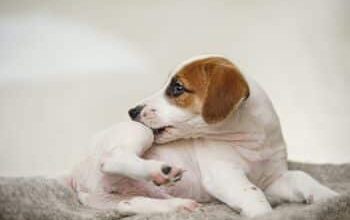 Ditch the Itch With 15 Solutions That Help Dogs Stop Scratching