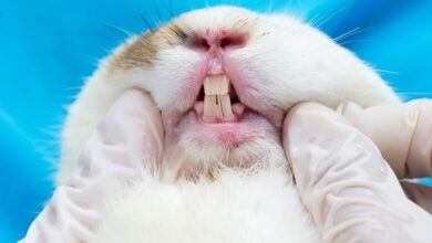 Rabbit Teeth Grinding: What Is It & Why Do They Do It