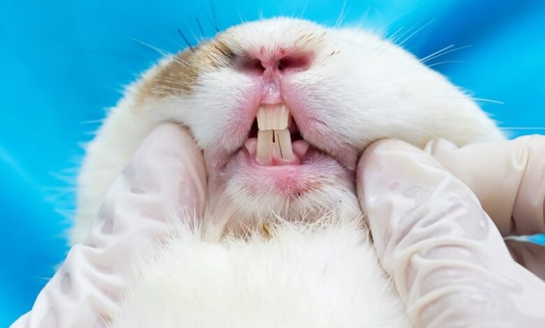 Rabbit Teeth Grinding: What Is It & Why Do They Do It