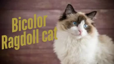 What is a Bicolor Ragdoll Cat? The Ultimate Guide