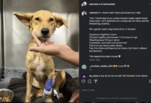 How Your Pet Can Become a Lifesaving Hero