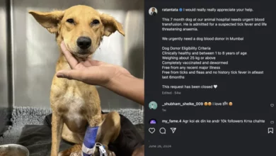 How Your Pet Can Become a Lifesaving Hero
