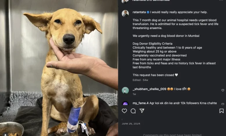 How Your Pet Can Become a Lifesaving Hero