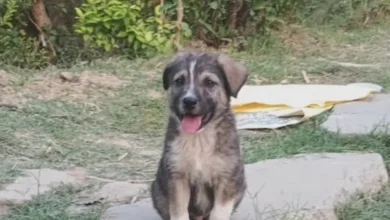 Rocky’s Bark Rescues 63 Lives
