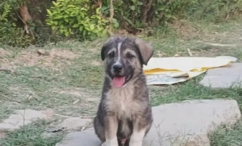 Rocky’s Bark Rescues 63 Lives