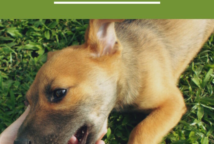 Why Do Dogs Roll in Grass