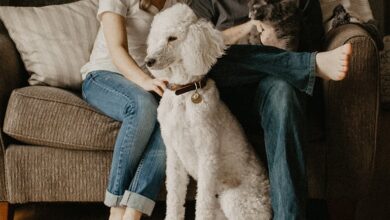 Essential House Cleaning Tips for Pet Owners