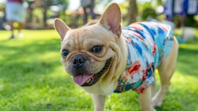 11 Dog Breeds That Always Keep Things Interesting