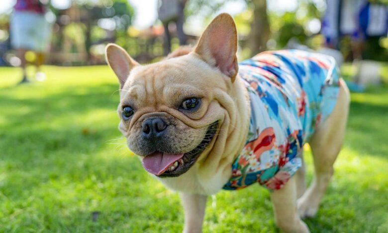 11 Dog Breeds That Always Keep Things Interesting 11 Dog Breeds That Always Keep Things Interesting