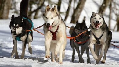 Is Dog Sledding Ethical or Cruel? What You Need To Consider