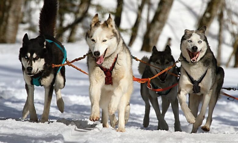 Is Dog Sledding Ethical or Cruel? What You Need To Consider