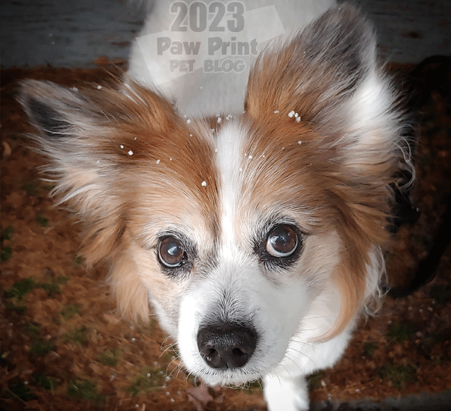 What Is Anticipatory Grief And What Does It Have To Do With Dogs? – Paw Print