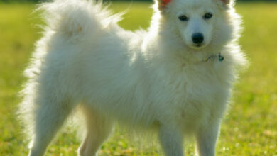 How to raise two dogs in the same household: Japanese Spitz and Golden Retriever