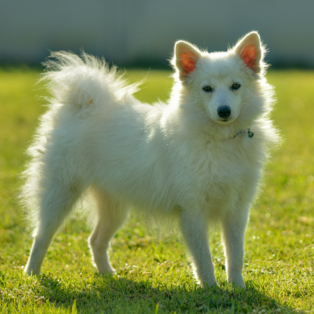 How to raise two dogs in the same household: Japanese Spitz and Golden Retriever