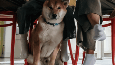 Teach Your Dog Or Puppy Table Manners & End Begging