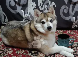 There’s No Such Thing as a “Teacup” Puppy – Paw Print