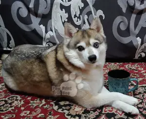 There’s No Such Thing as a “Teacup” Puppy – Paw Print There’s No Such Thing as a “Teacup” Puppy – Paw Print