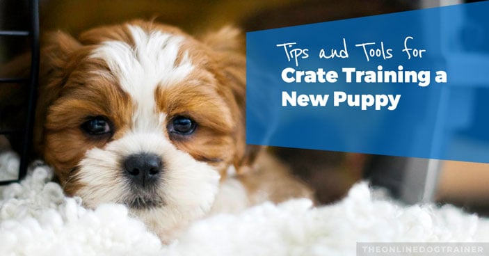 Crate Training for Separation Anxiety Crate Training for Separation Anxiety