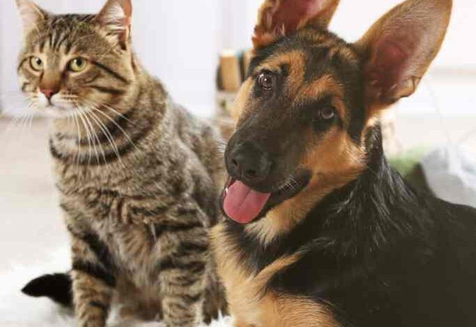 Lost Pet Prevention Tips – Oh My Dog!