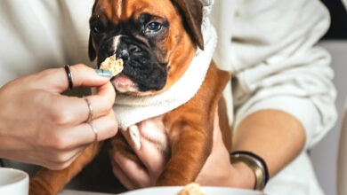 How to Choose the Right Dog Food: A Guide to Nutrition