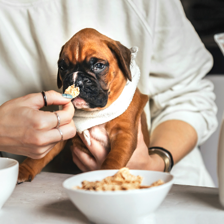 How to Choose the Right Dog Food: A Guide to Nutrition How to Choose the Right Dog Food: A Guide to Nutrition