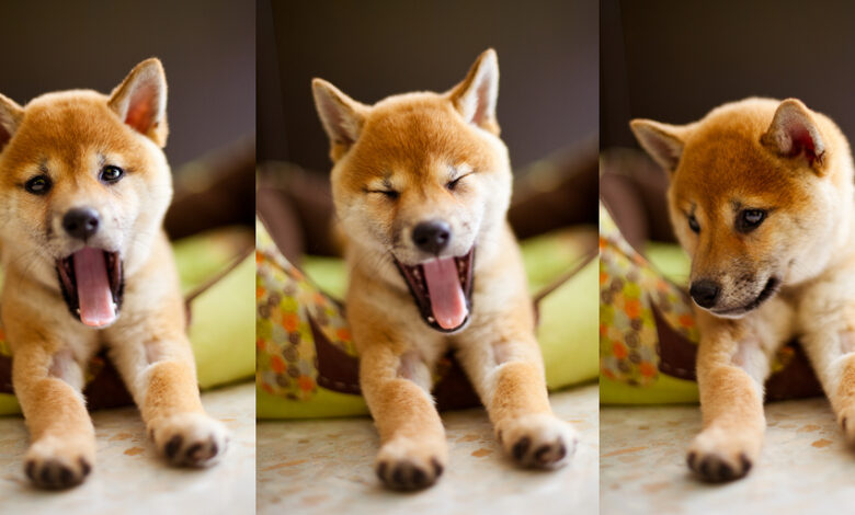 Dogs Can ‘Catch’ Our Yawns: New Study Reveals Dogs Can ‘Catch’ Our Yawns: New Study Reveals