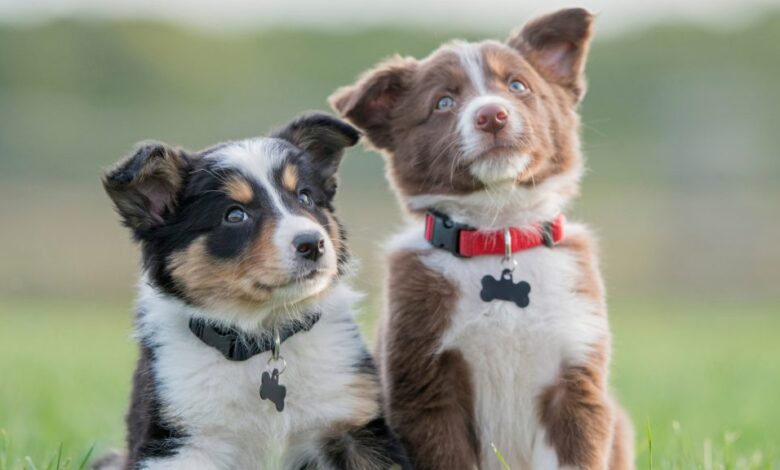 Should You Get Two Puppies at Once? Double Trouble or Twice the Fun? Should You Get Two Puppies at Once? Double Trouble or Twice the Fun?