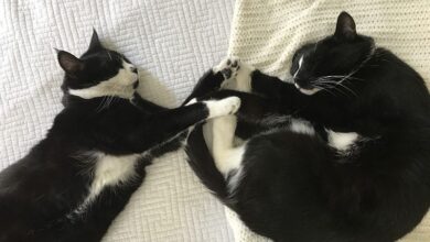 Cat Sleeping Positions: 18 Common Ways Explained