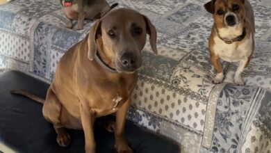 It’s National Love Your Pet Day 365 Days A Year At DPA