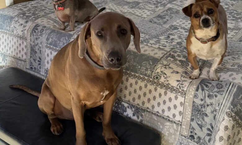 It’s National Love Your Pet Day 365 Days A Year At DPA