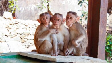 USDA Licensed Monkey Breeders List: An All-American Guide