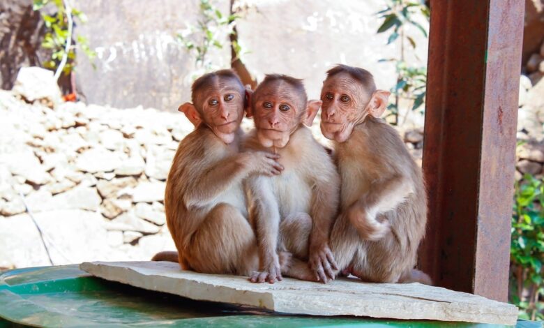 USDA Licensed Monkey Breeders List: An All-American Guide USDA Licensed Monkey Breeders List: An All-American Guide