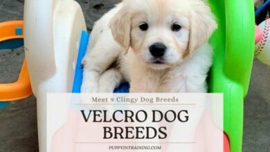 Velcro Dog Breeds – Meet 9 Super Clingy Dog Breeds