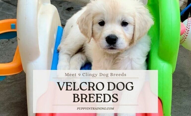 Velcro Dog Breeds – Meet 9 Super Clingy Dog Breeds Velcro Dog Breeds – Meet 9 Super Clingy Dog Breeds