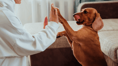 What Does It Mean To Be AKC Or Kennel Club Registered?