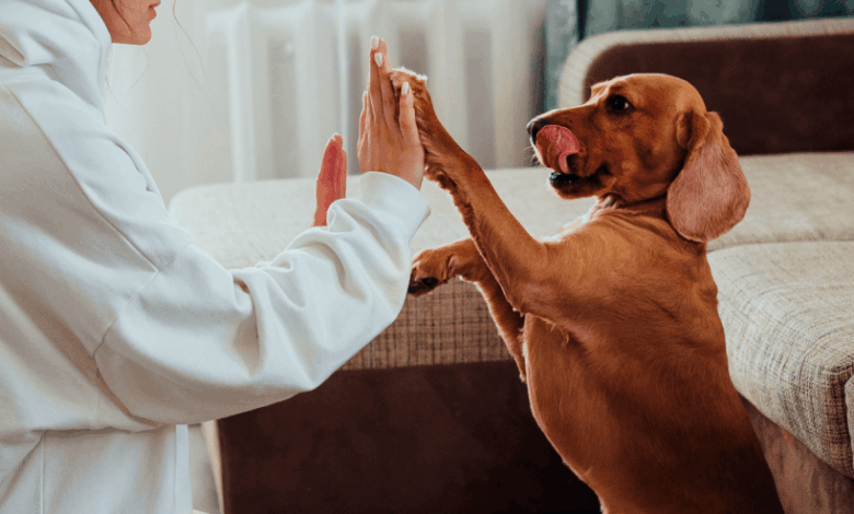 What Does It Mean To Be AKC Or Kennel Club Registered?