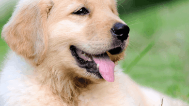 How to Set Up a Puppy Play Pen: From a Professional Dog Trainer