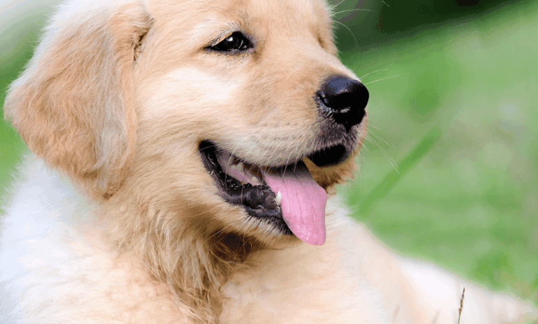 How to Set Up a Puppy Play Pen: From a Professional Dog Trainer