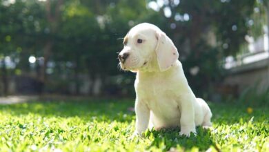 What Kind Of Dog Is Mr. Peabody? What You Need To Know!