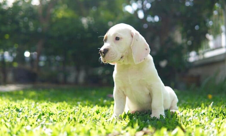 What Kind Of Dog Is Mr. Peabody? What You Need To Know!