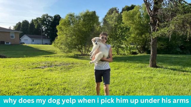 Why does my dog yelp when I pick him up?