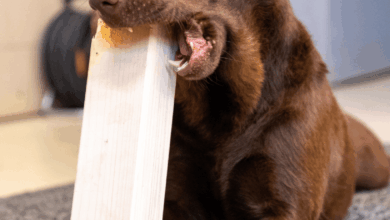 Anti-Chew Sprays For Puppies: Why Professionals Don’t Recommend Them.