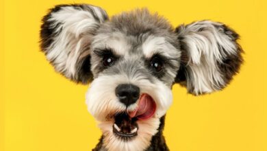 Why Does My Dog Lick Me?