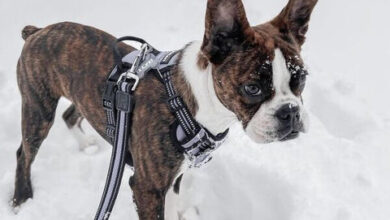 5 Dog Care Tips For Your Dogs in Winter