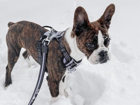 5 Dog Care Tips For Your Dogs in Winter 5 Dog Care Tips For Your Dogs in Winter