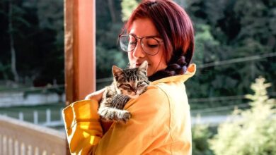 How Much Attention Do Cats Need: Signs & Care Tips