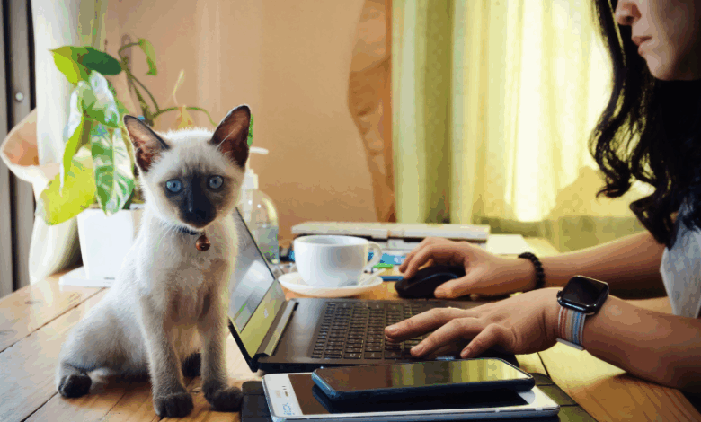 Diversifying Your SEO Strategy: A Practical Guide to Bing Webmaster Tools for Pet Businesses
